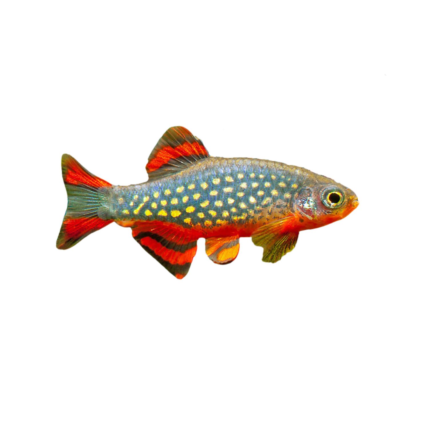 Celestial Pearl Danio - Regular