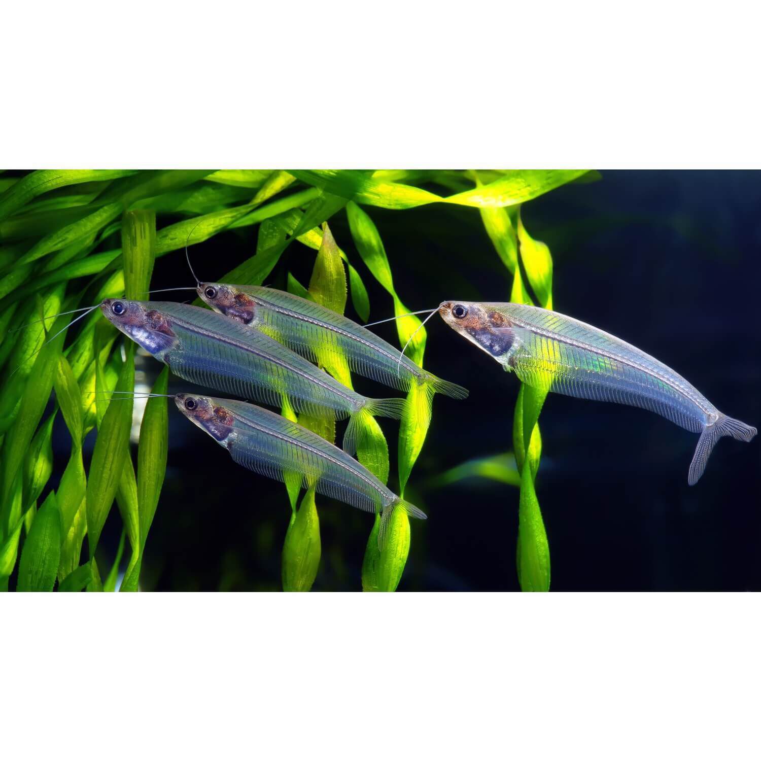 Glass Catfish Regular