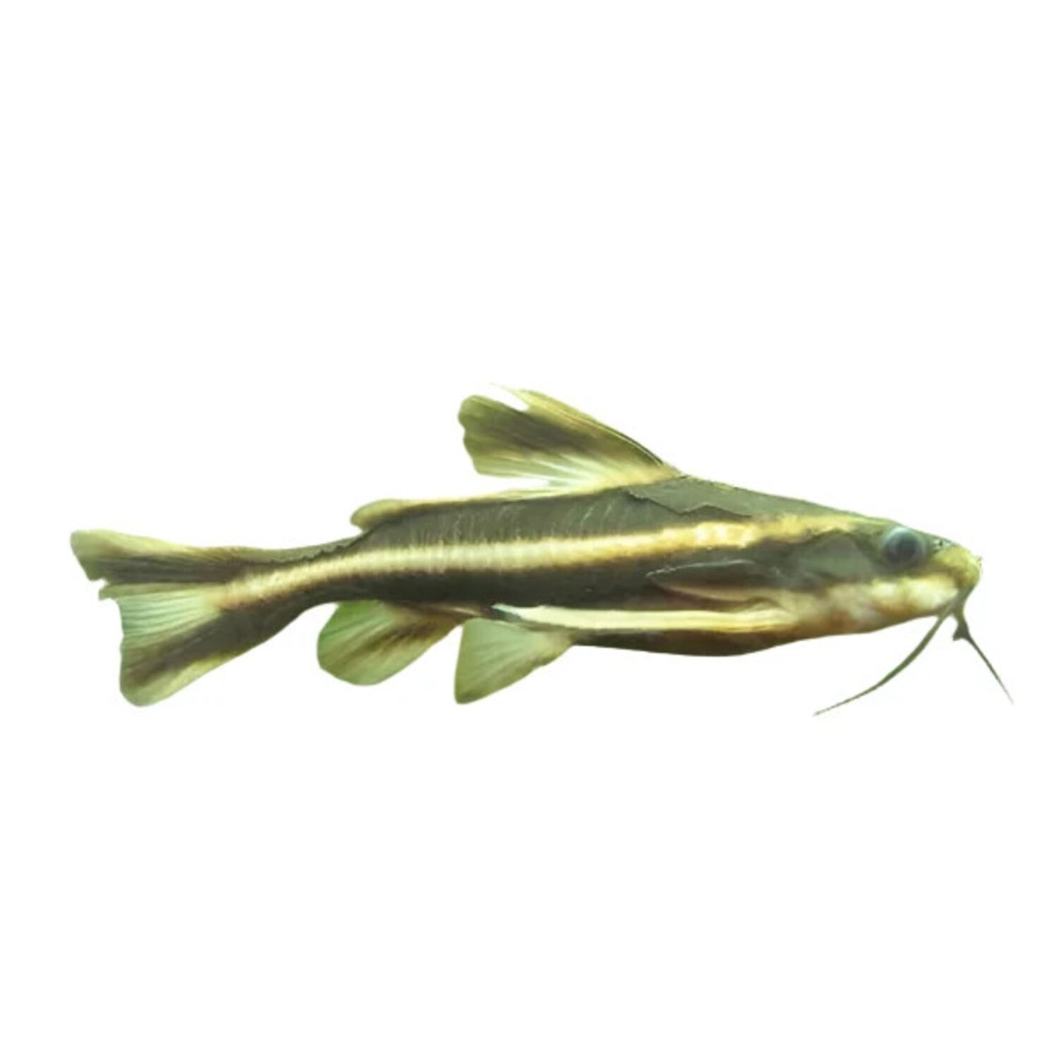 Striped Raphael Catfish