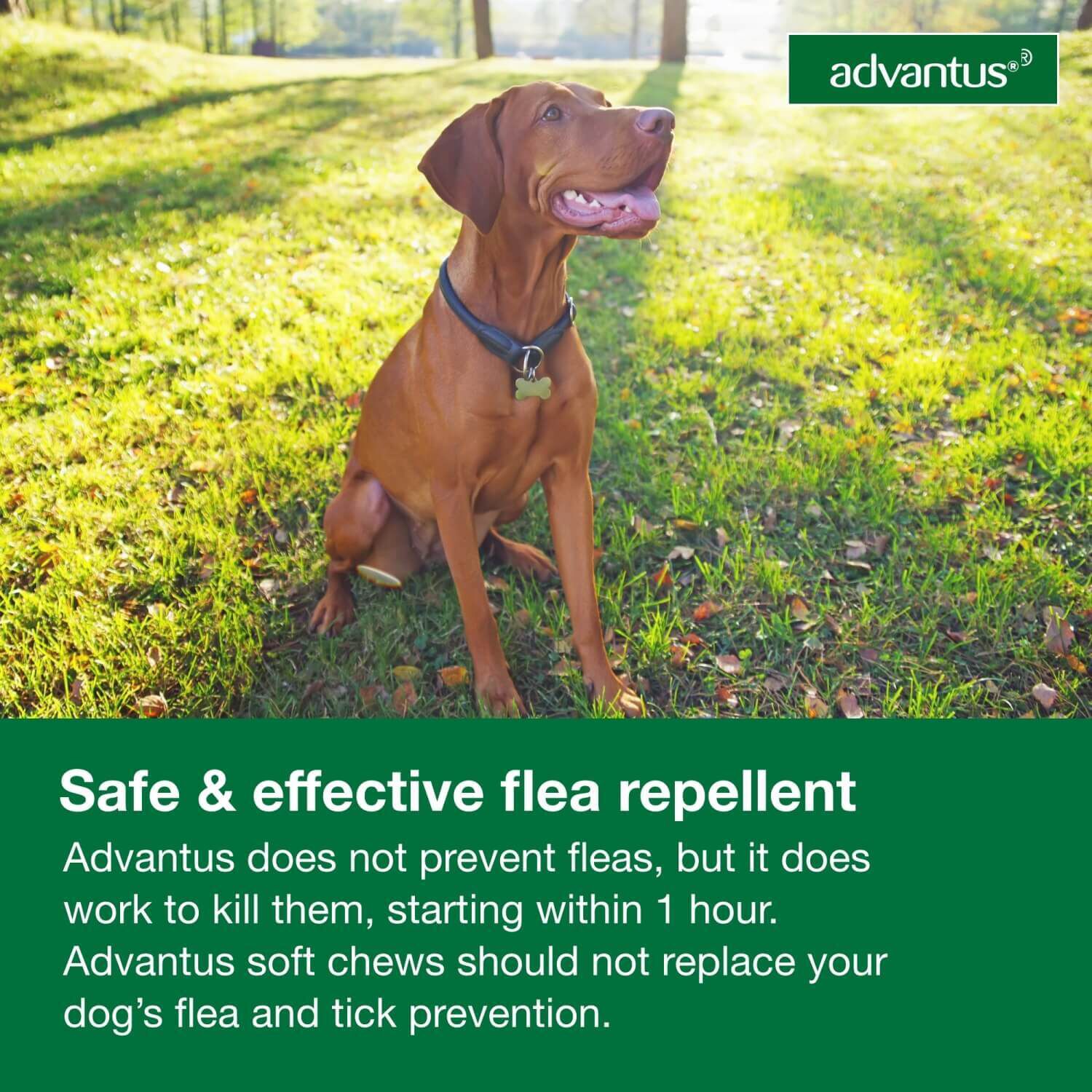 Advantus Chewable Oral Flea Treatment For Dogs, 23-110 Lbs