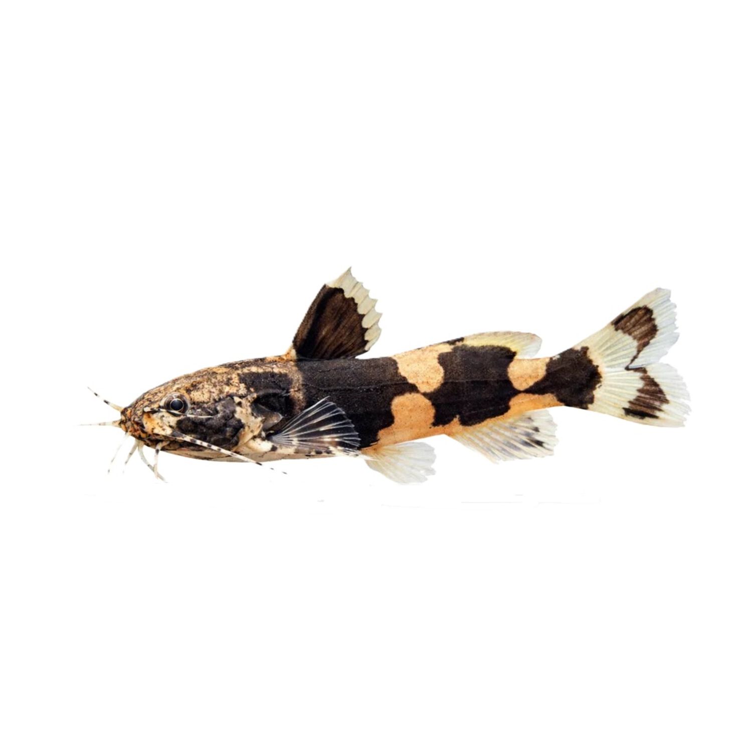 Bumblebee Catfish Regular
