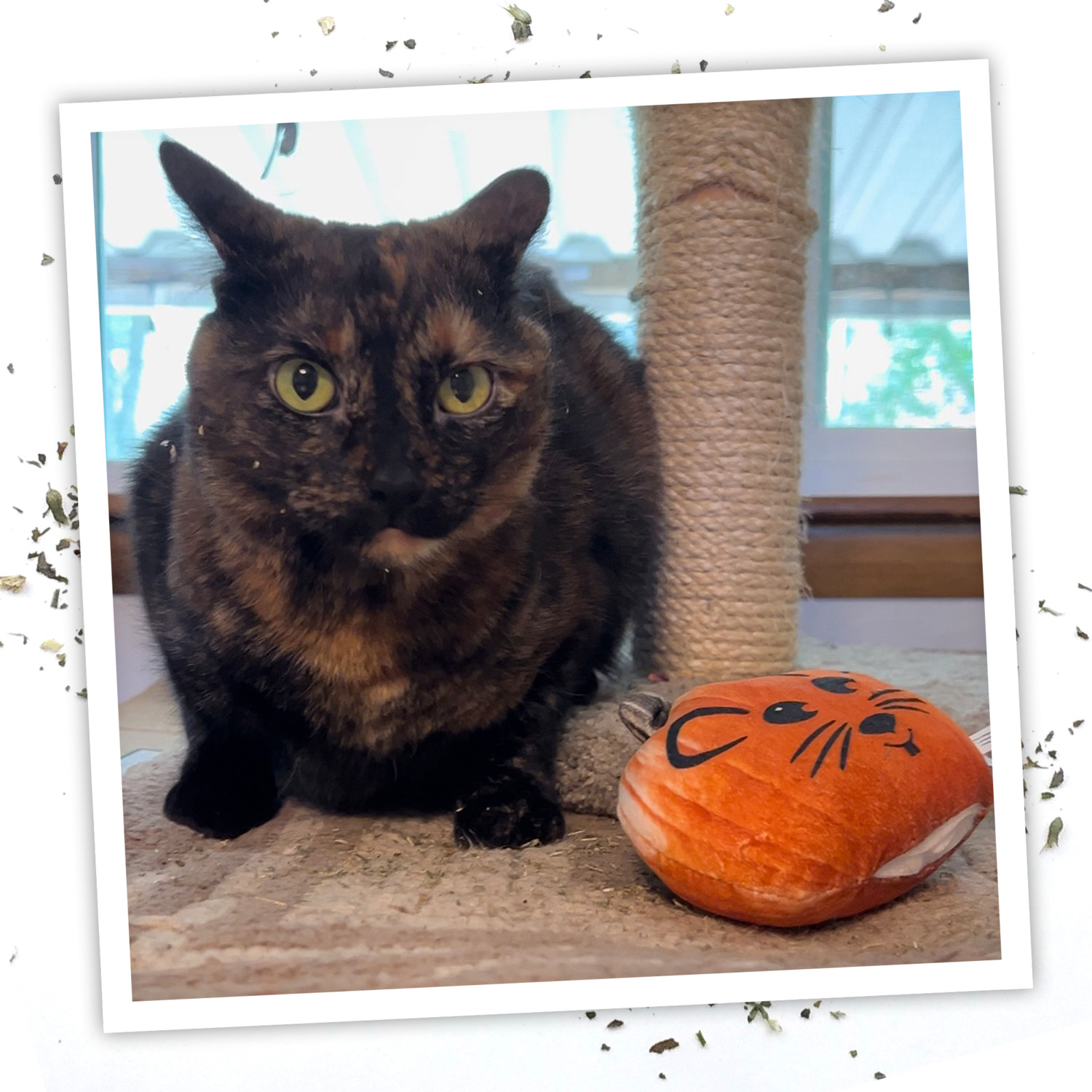 Meowijuana Get Spooked Pumpkin Catnip Cat Toy With Catnip