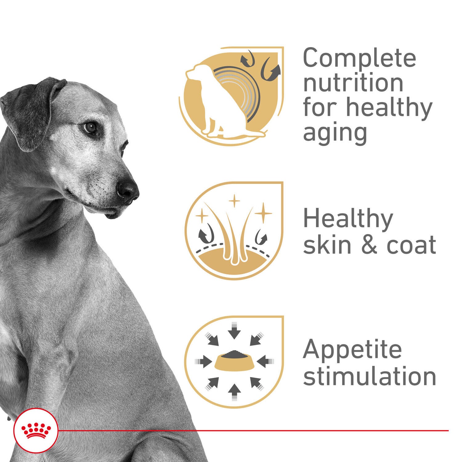 Royal Canin Canine Health Nutrition Mature Adult Formula Wet Dog Food