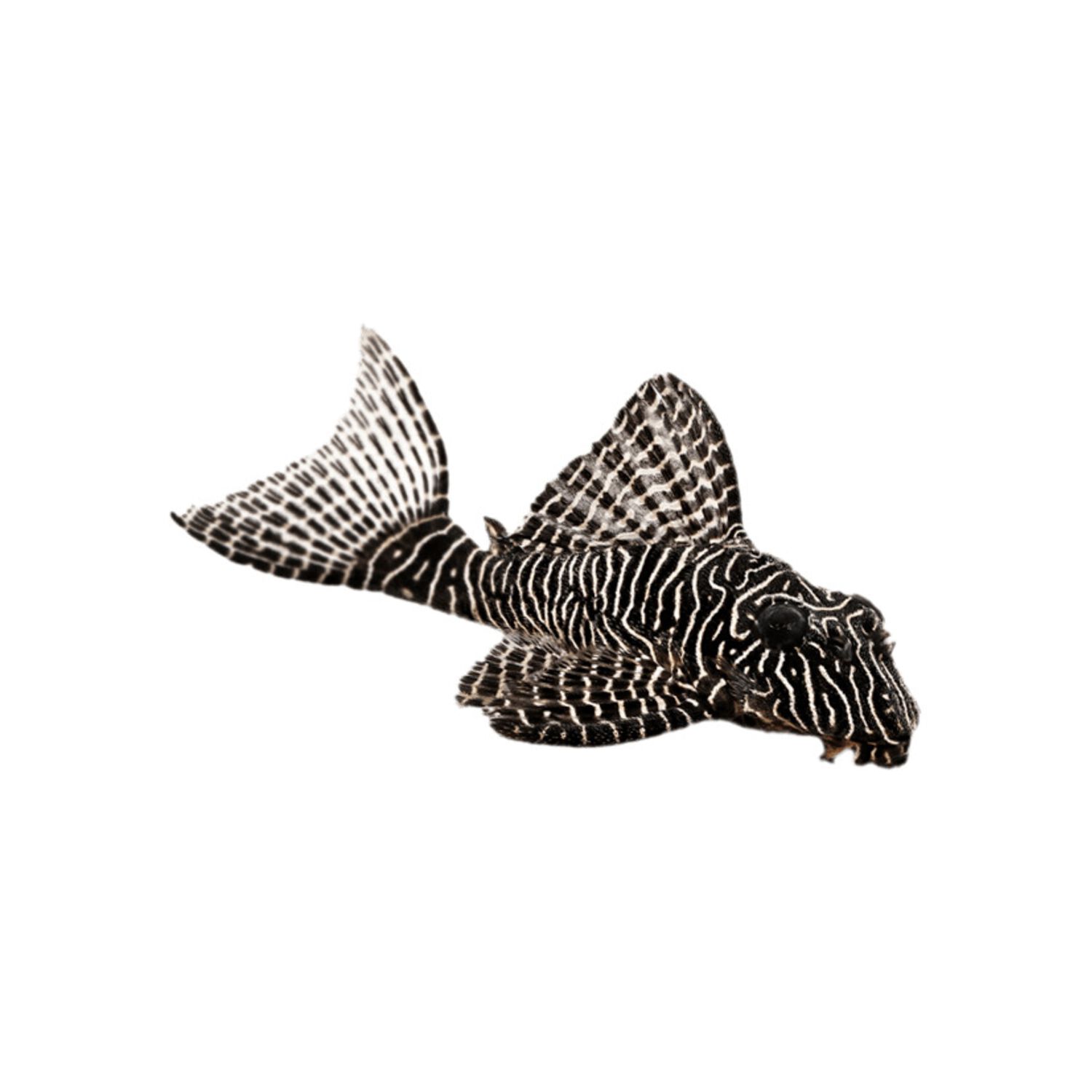 Spotted Raphael Catfish