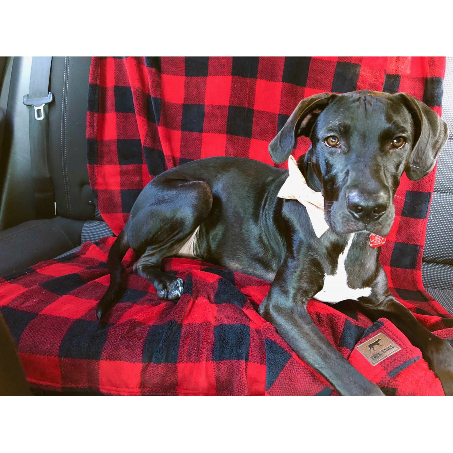 Tall Tails Hunter's Plaid Baby Soft Fleece Dog Blanket,  30"X40"