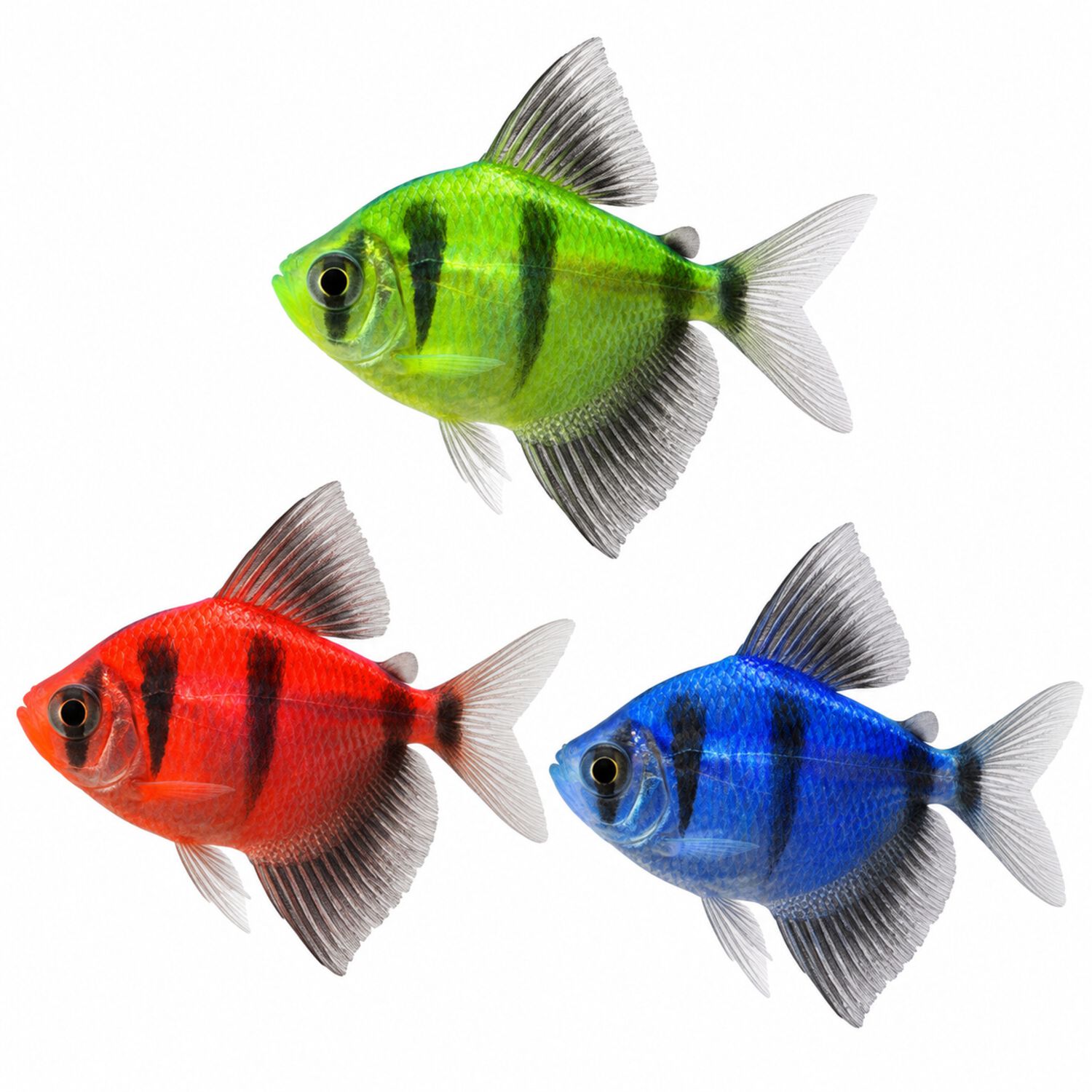 Assorted Glofish&reg; Tetra