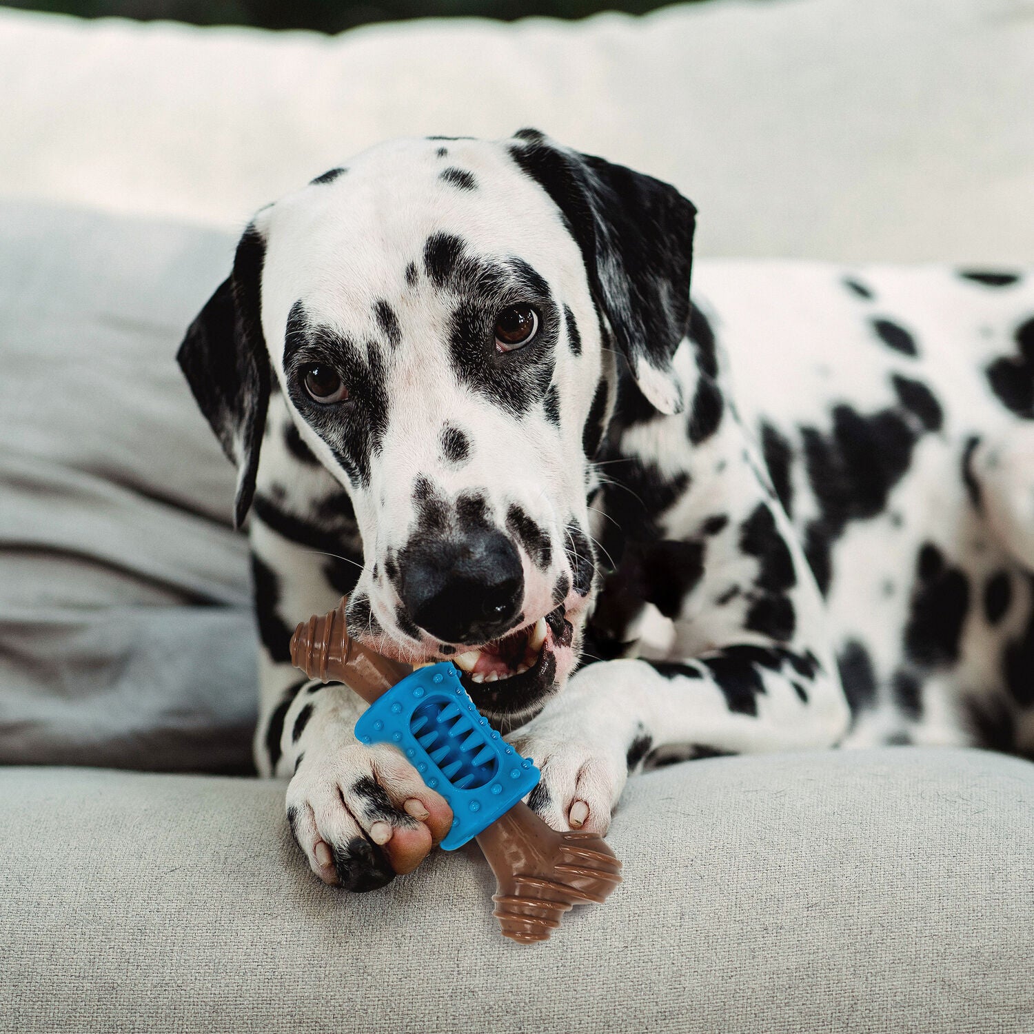 Spot Bambone + Dental Dog Chew Toy, Bacon, 6.5"