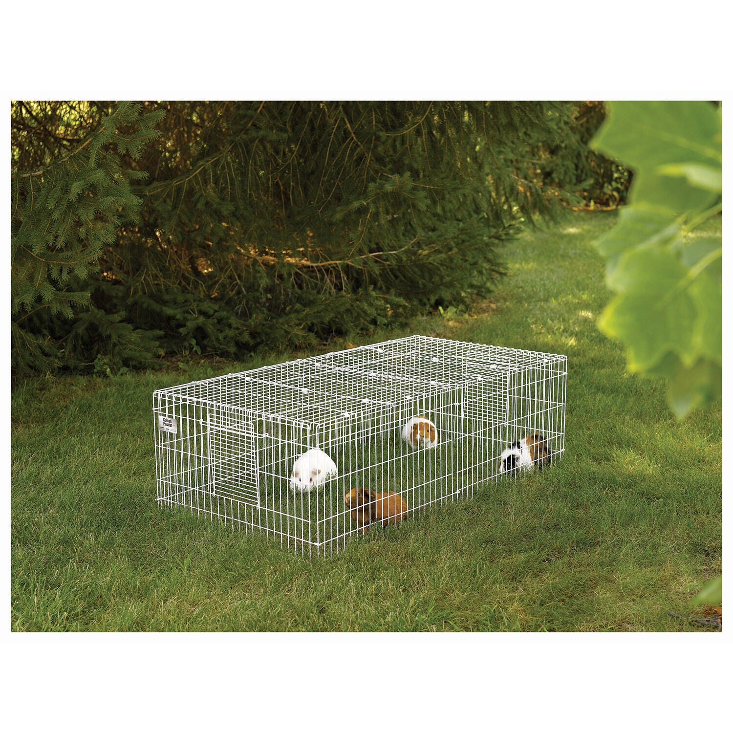 Midwest guinea deals pig habitat