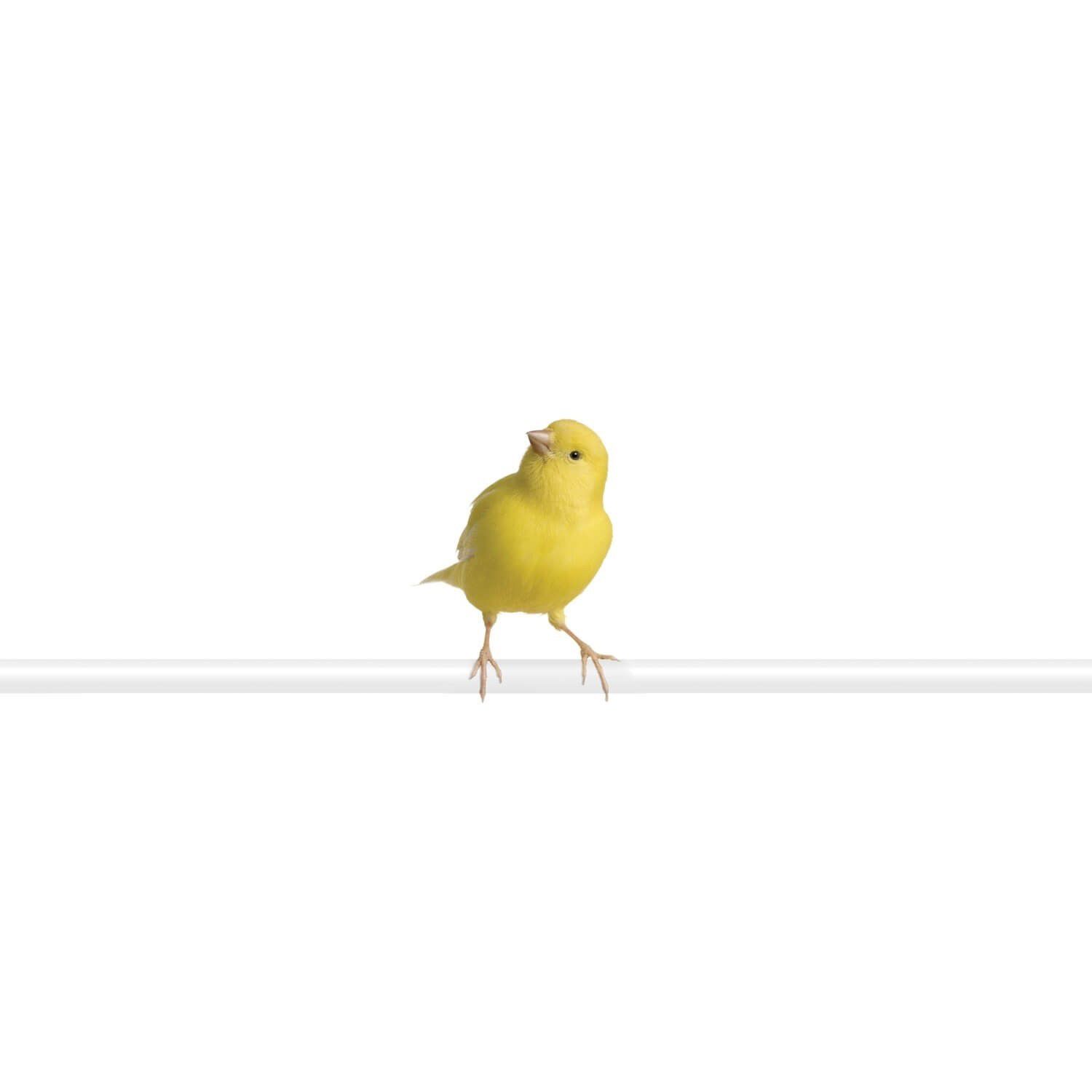sb canary