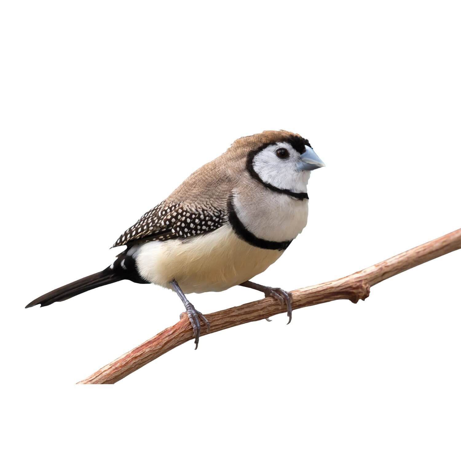 Gouldian Finch Or Owl Finch