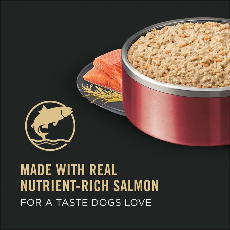 Focus Adult Sensitive Skin & Stomach Salmon & Rice Entree Dog Food