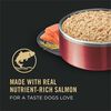 Focus Adult Sensitive Skin & Stomach Salmon & Rice Entree Dog Food thumbnail number 14