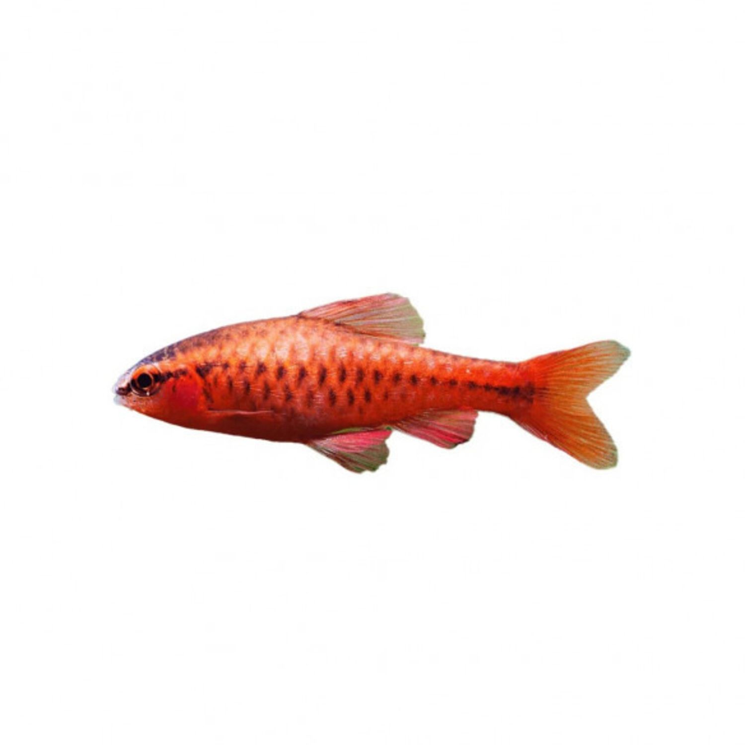 Cherry Barb Male - Regular