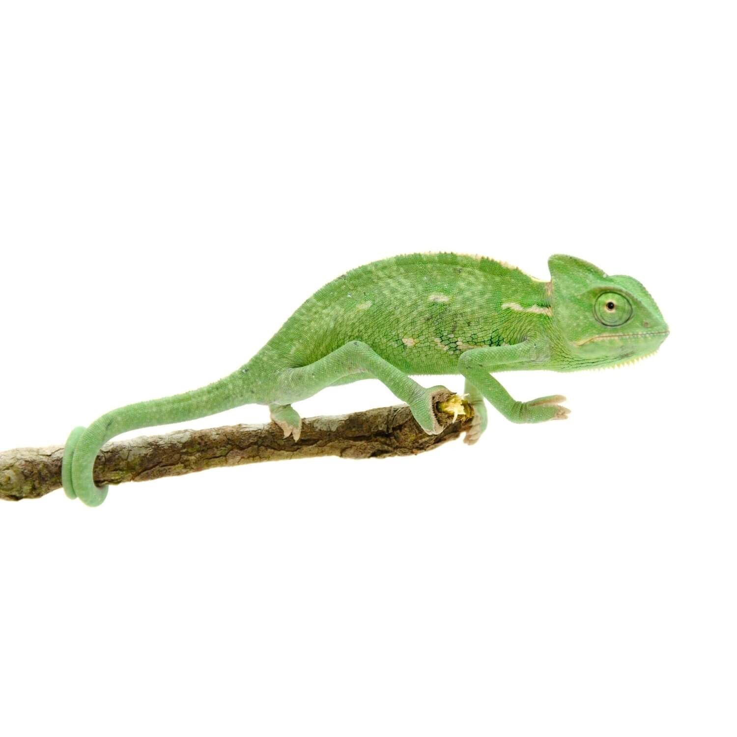 Veiled Chameleon, Juvenile