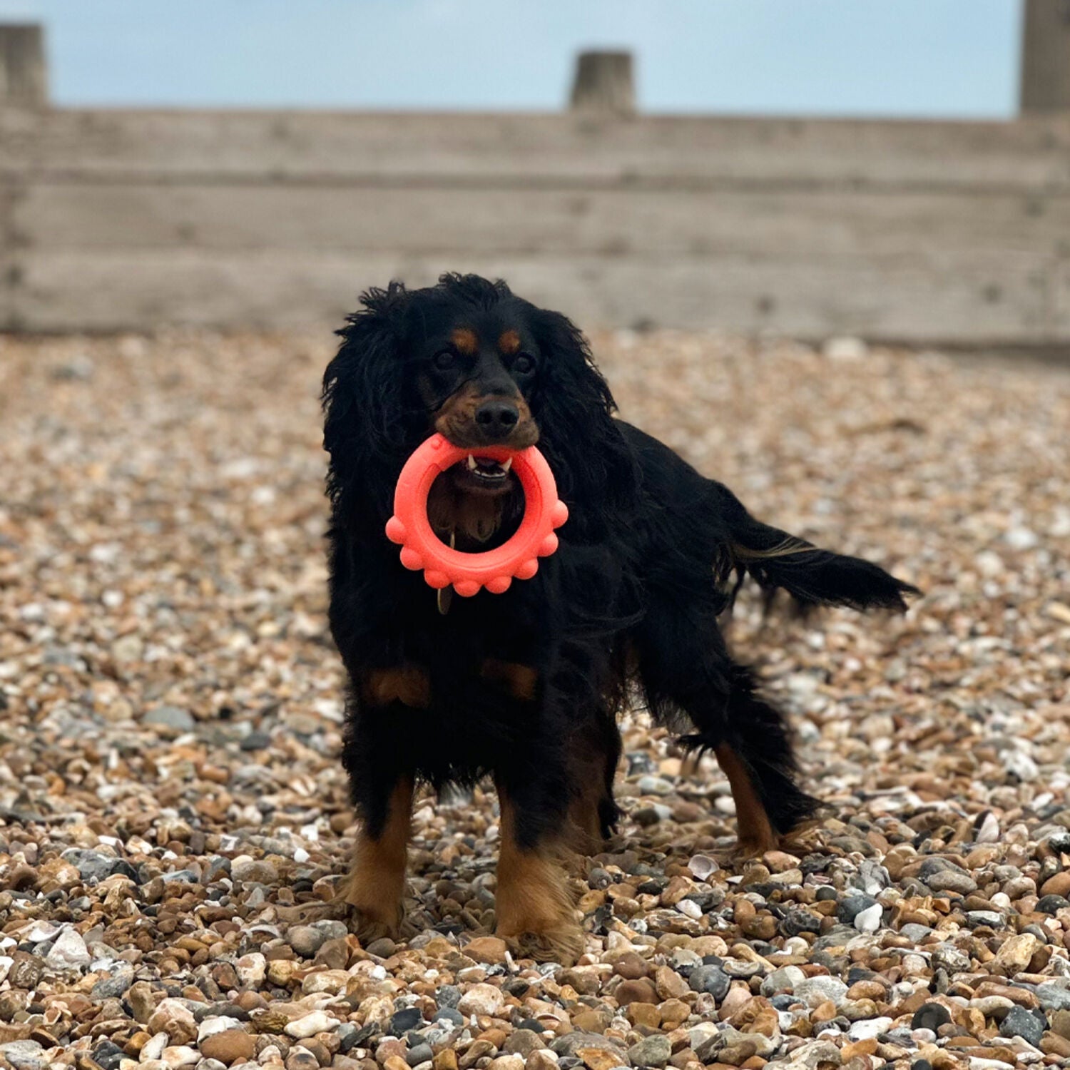Frubba Scent Octo Ring Scented Dog Toy