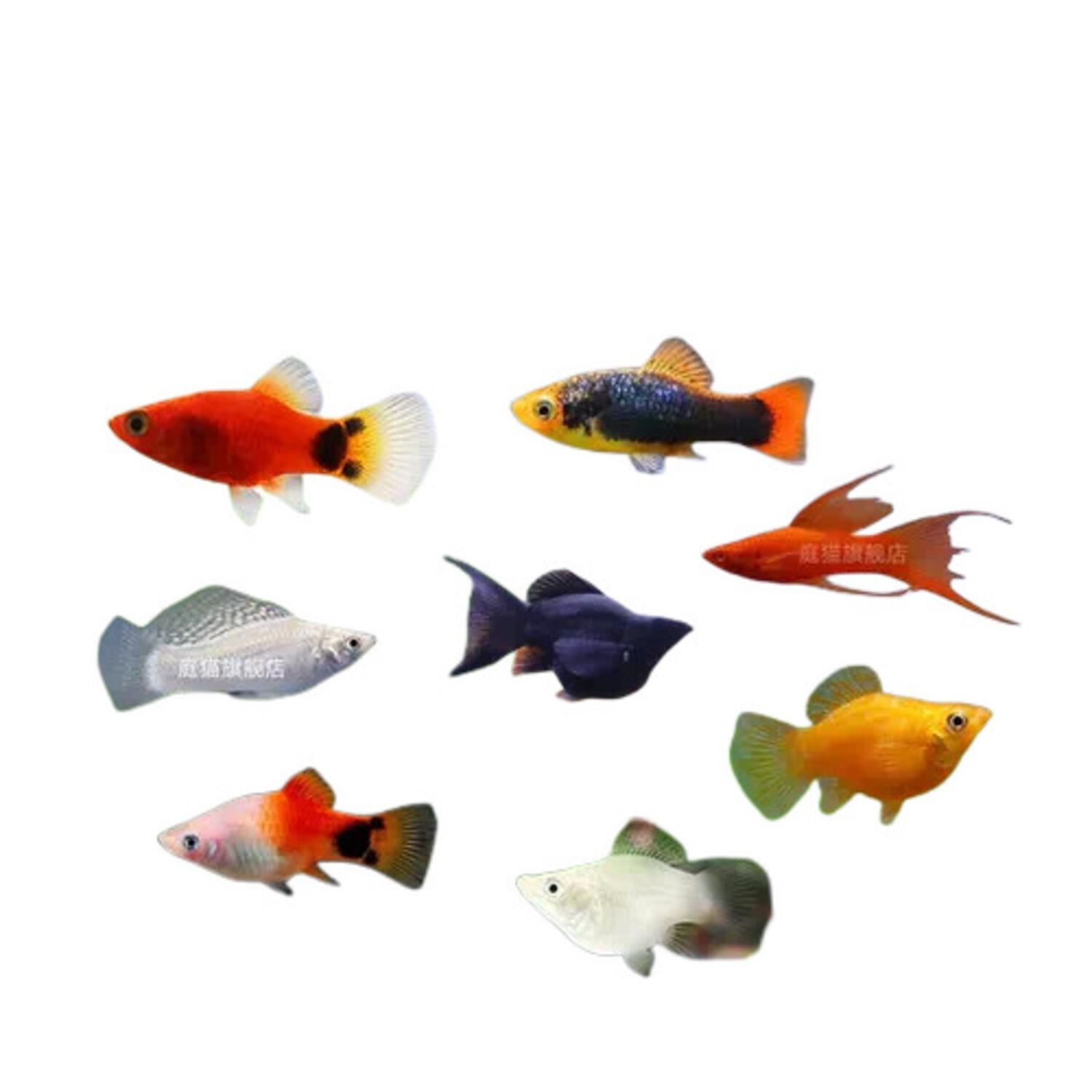 Assorted Highfin Platy