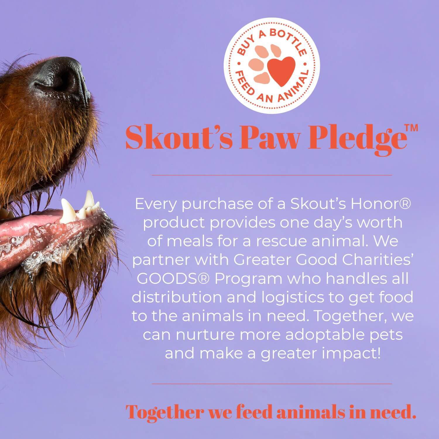 Skout's Honor Daily Use Probiotic Detangler, Dog Of The Woods Scent
