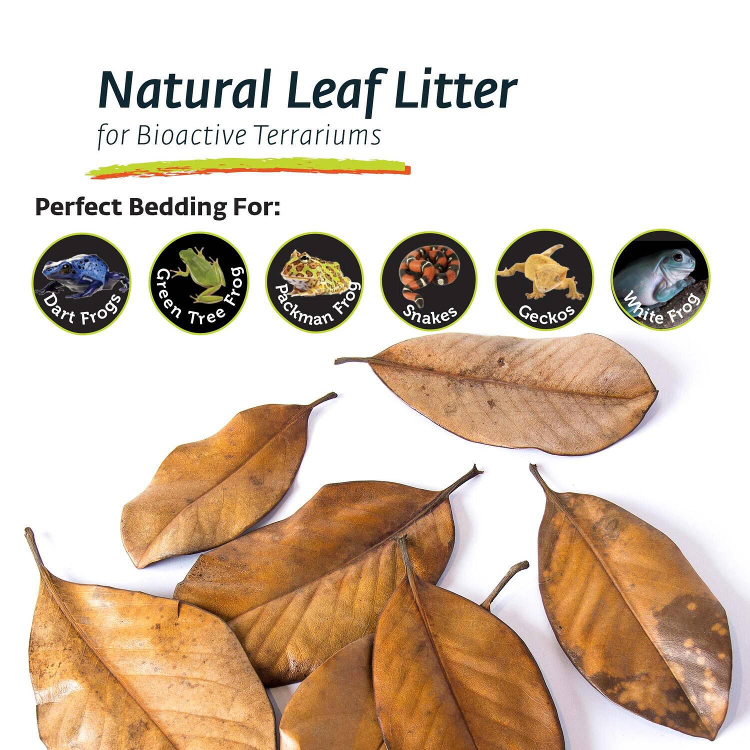 Gal&aacute;pagos Magnolia Leaves, Natural, 4Qt Header Bag