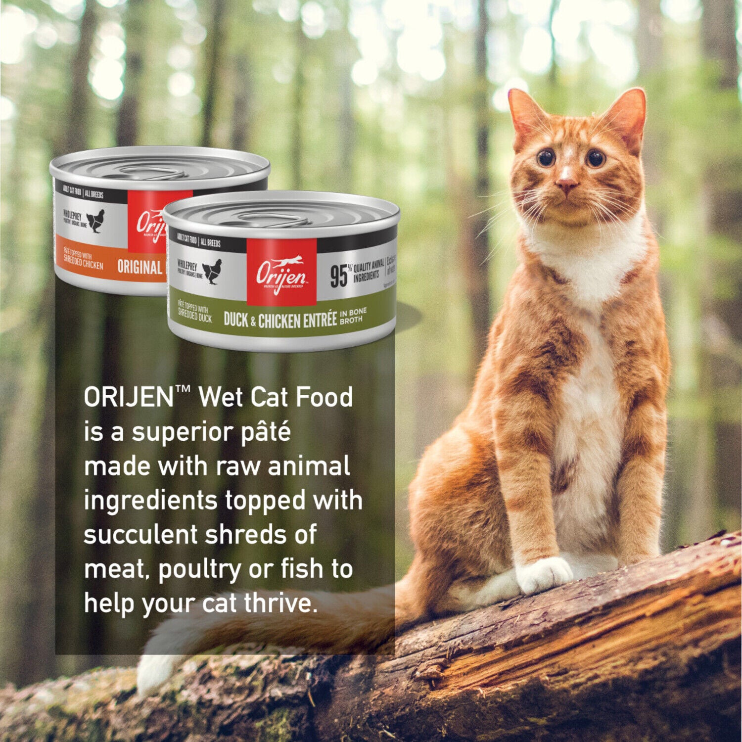Orijen Premium Pate Wet Cat Food, Variety Pack: Original Recipe (6) + Duck & Chicken Recipe (6), 3Oz