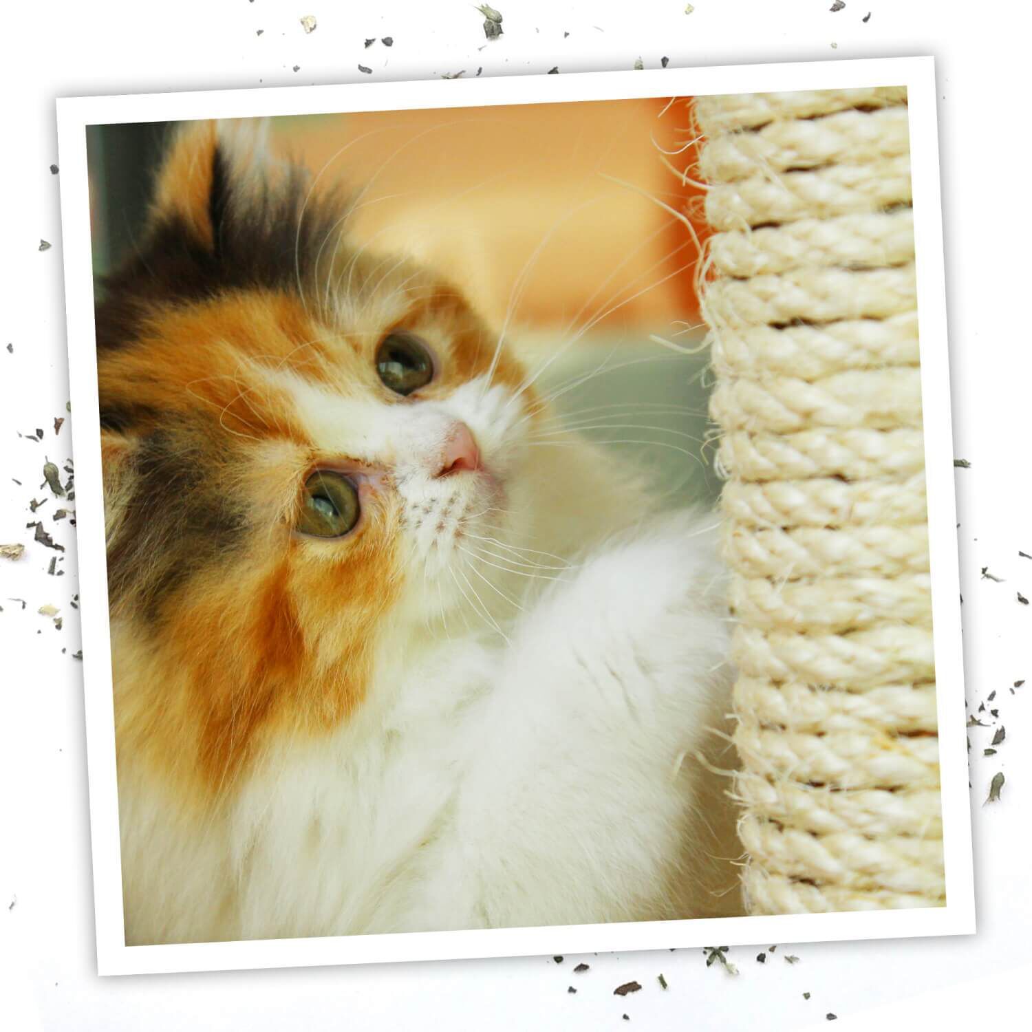 Meowijuana Catnip Spray For Cats