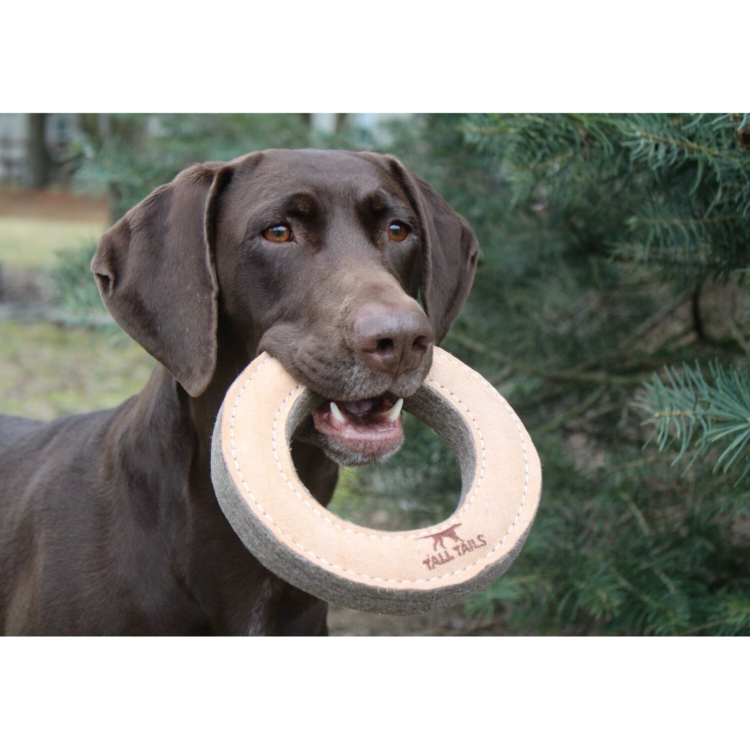 Tall Tails Natural Leather & Wool Ring Durable Dog Toy, 7"