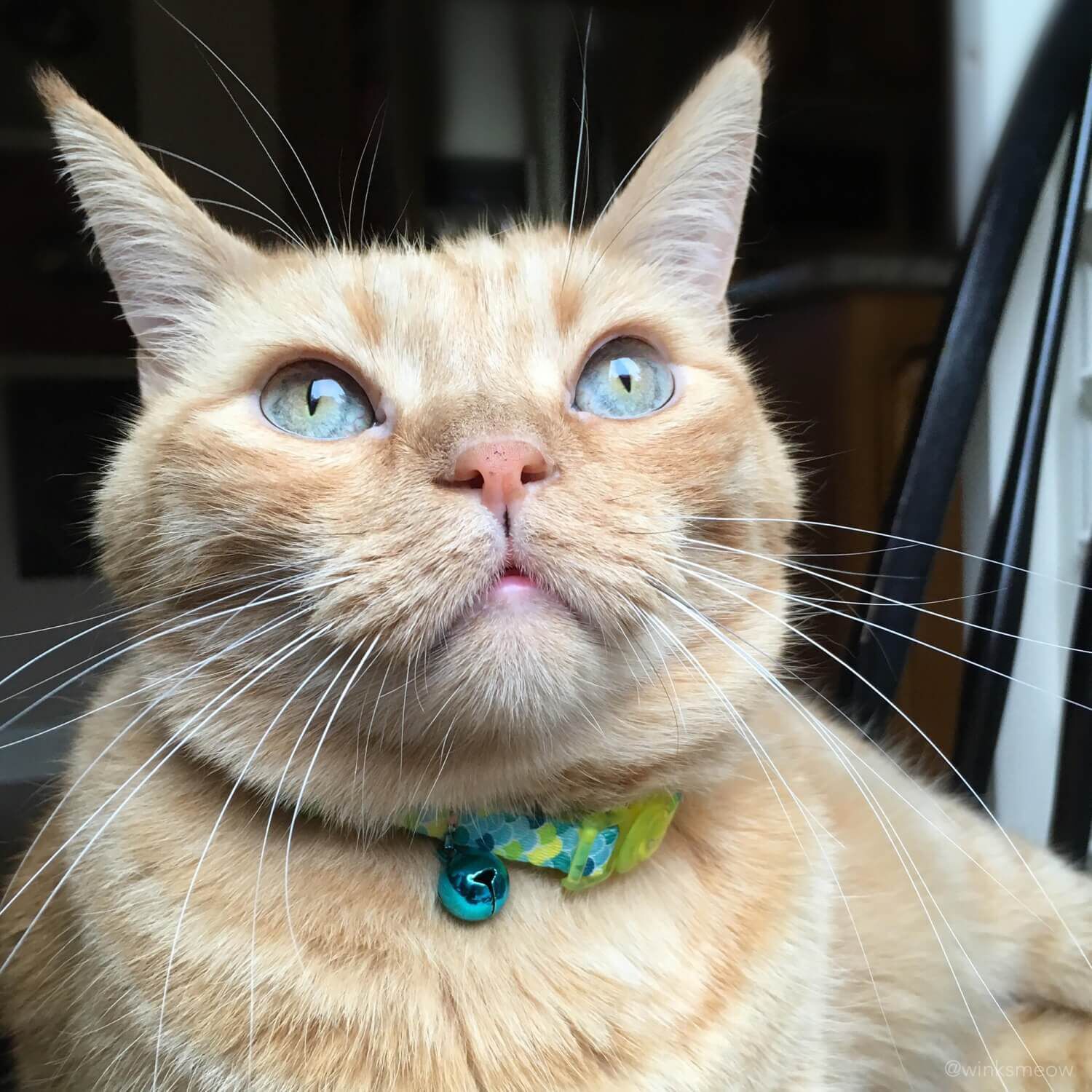 Coastal Pet Products Safe Cat Fashion Adjustable Breakaway Cat Collar, Lime Teal Scales, 3/8"X8"-12"