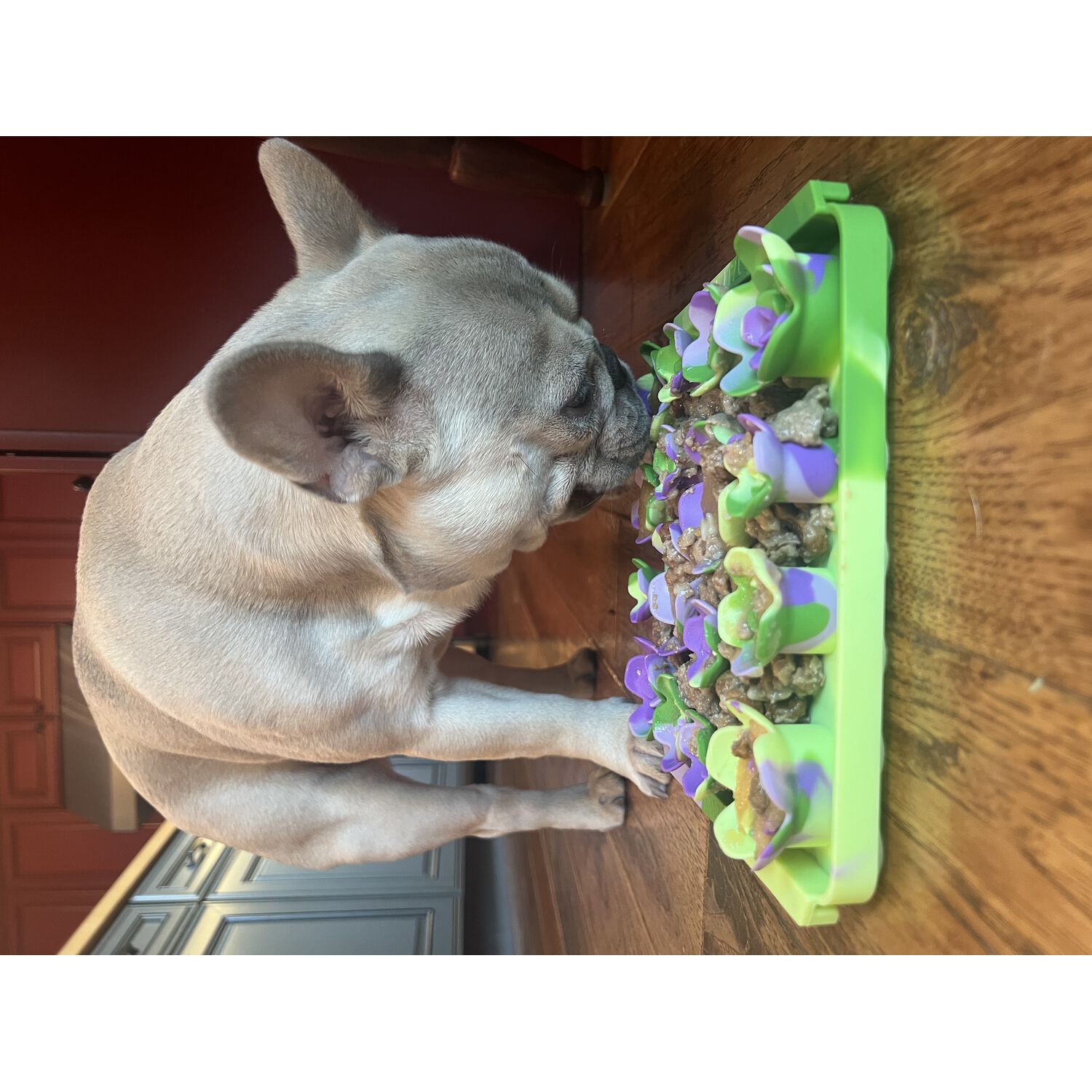 Tall Tails Succulent Foraging Mat Slow Feeder Dog Toy, 8.5" X 8"