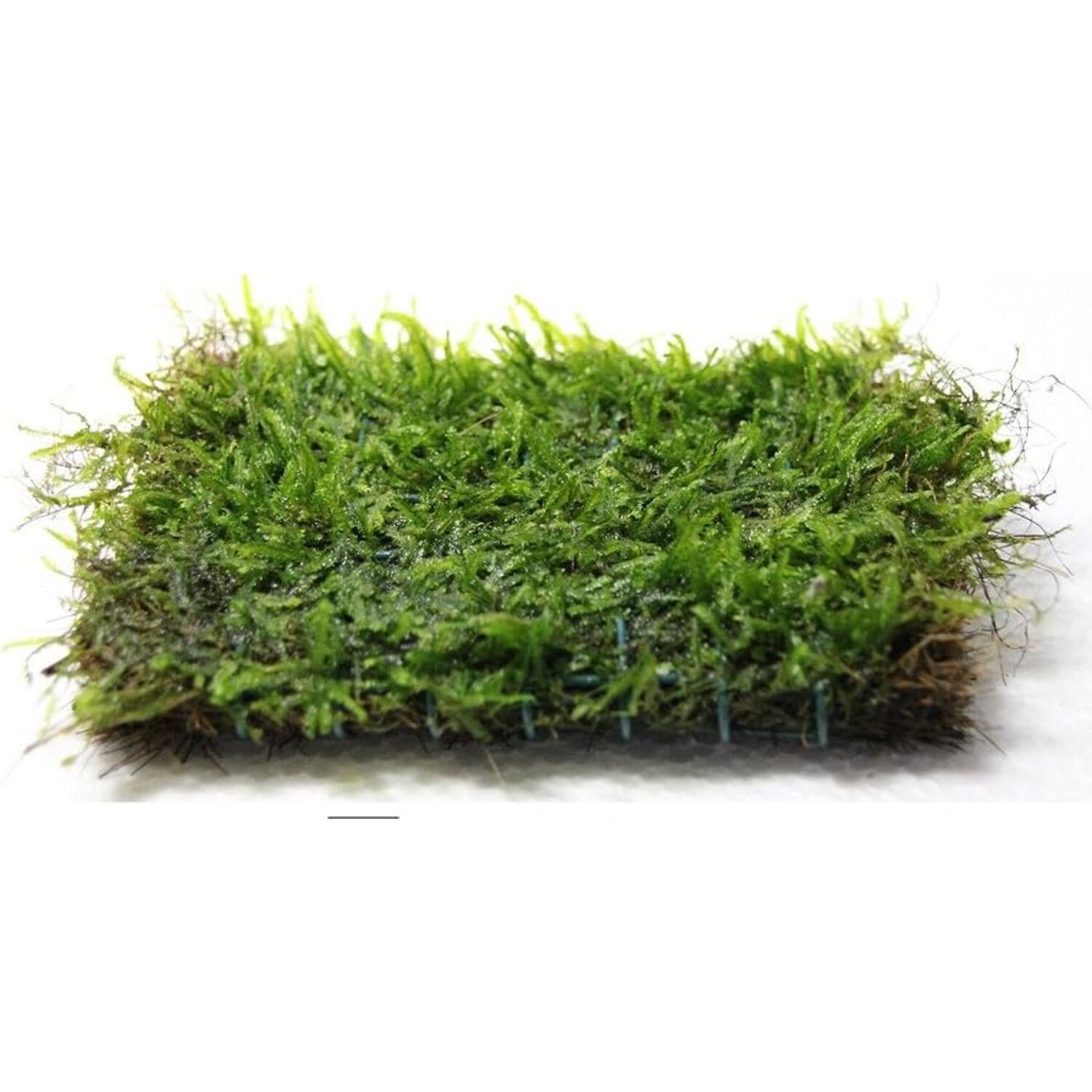 Java Moss On Mat