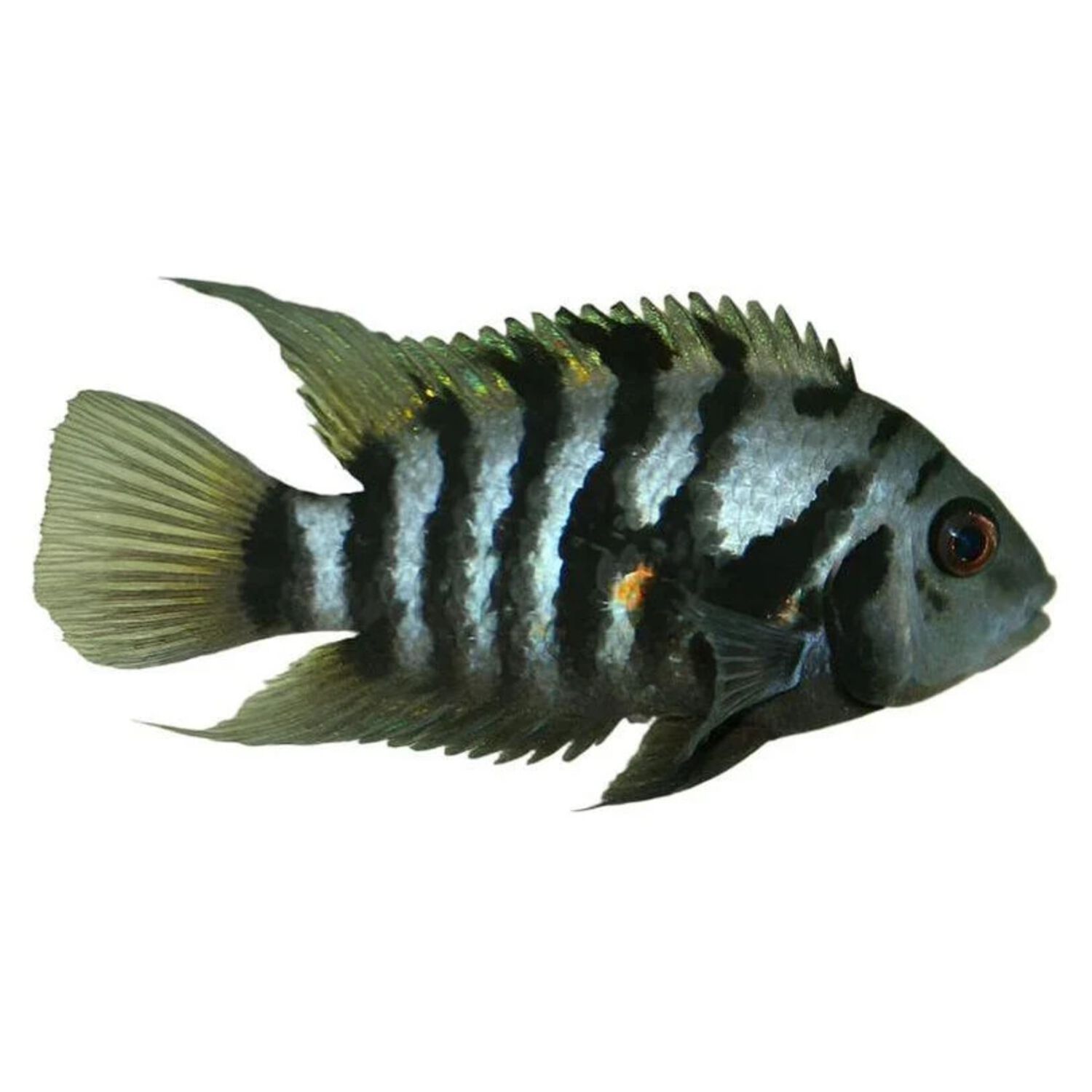 Black Convict Cichlid - Regular