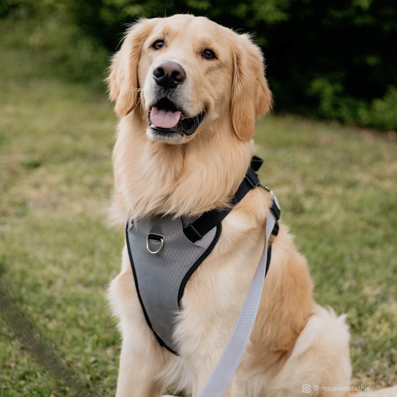Coastal Pet Products Inspire Dog Harness With Handle - Inspire Grey, 1"X30"-43"