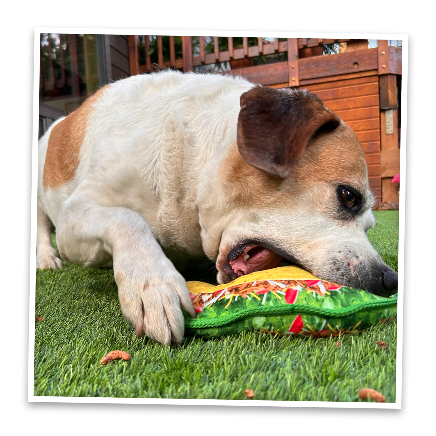 Doggijuana Tuffer Chewer Crunchy Taco Durable Dog Toy With Juananip Catnip