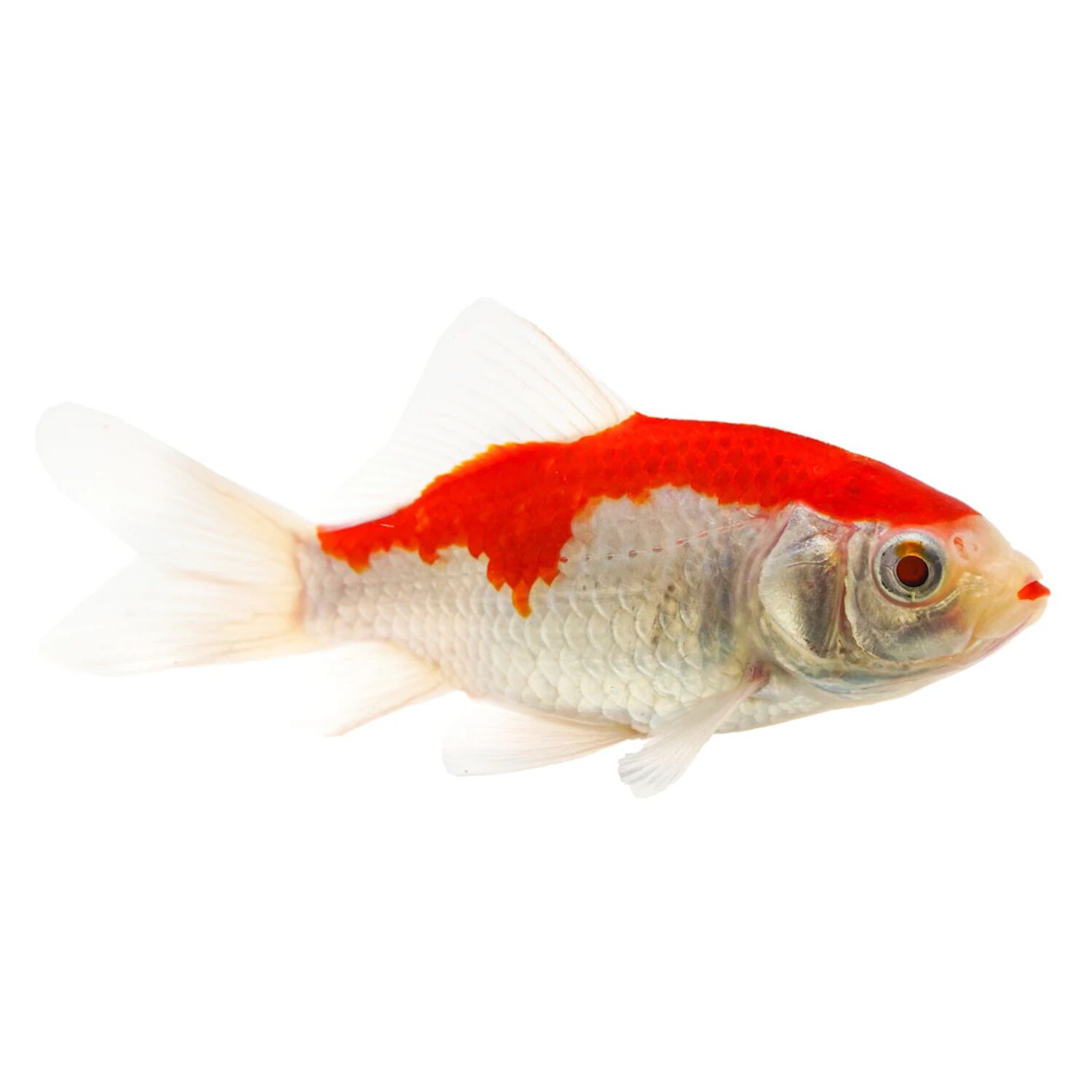 Pond Comet Goldfish - Medium
