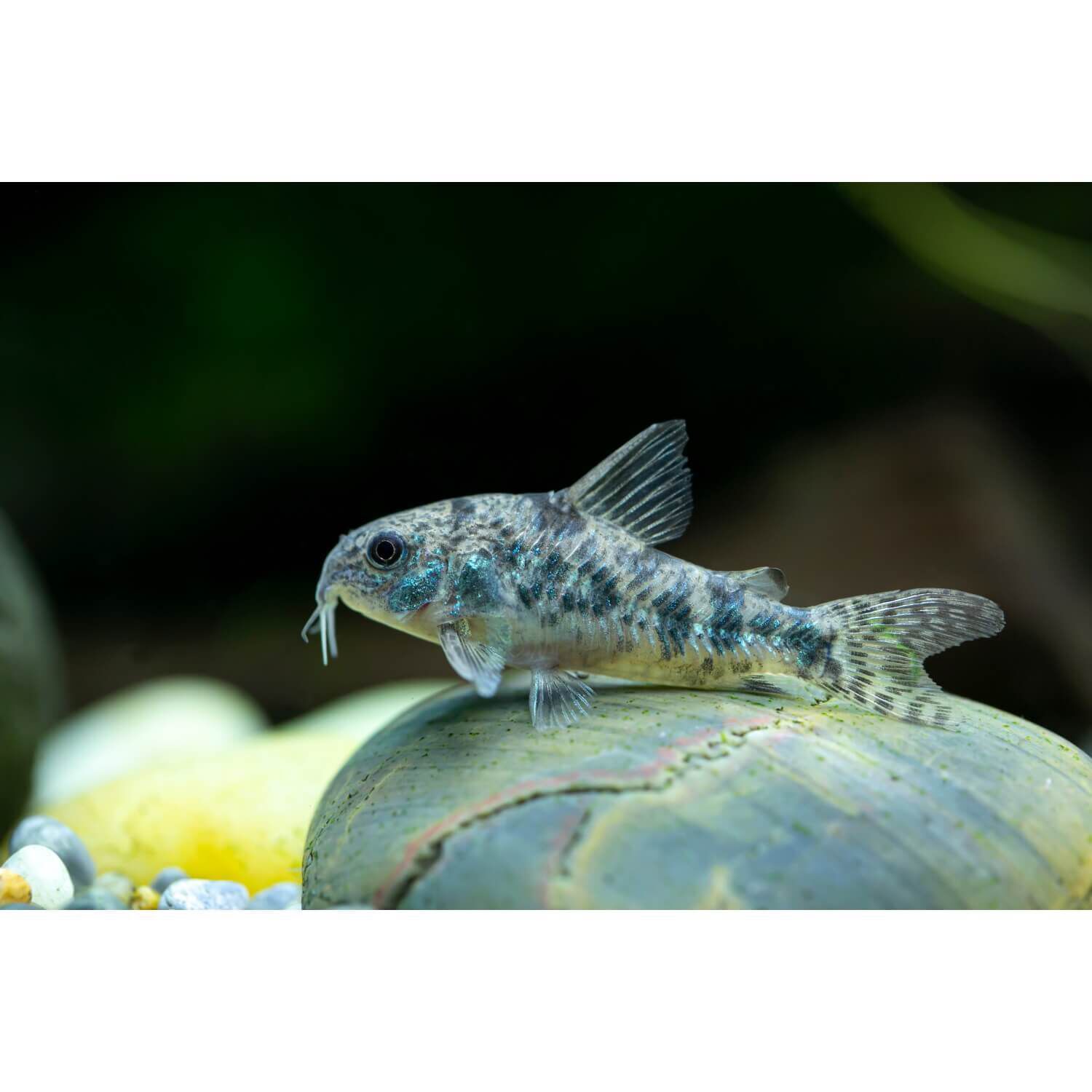 Paleatus Corydoras Regular