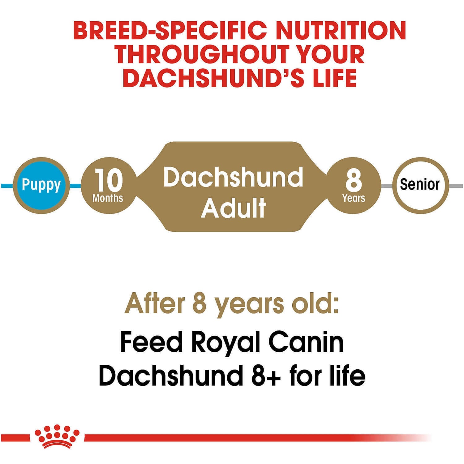 Royal Canin Dachshund Adult Dry Dog Food, 10Lb
