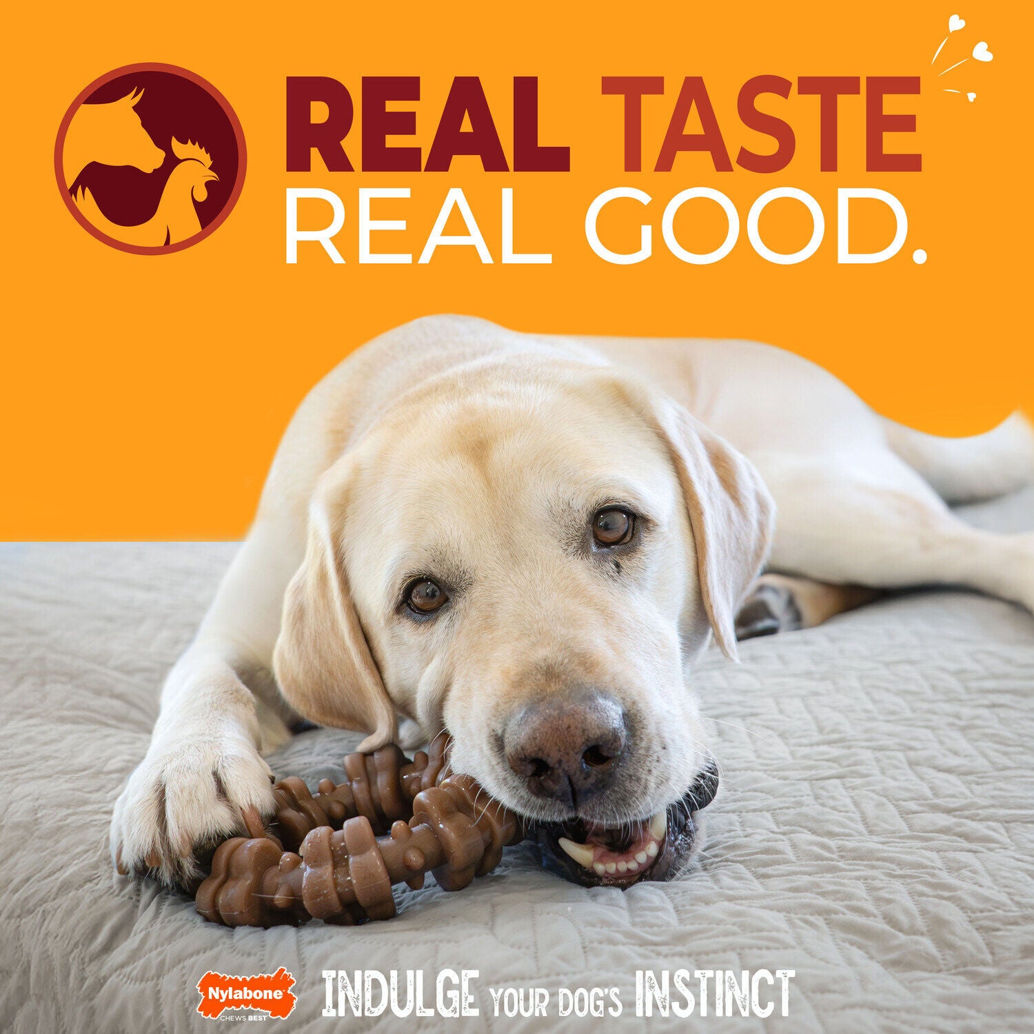 Nylabone Strong Chew Femur Bone Bison & Venison Flavor Dog Chew Toy, Small