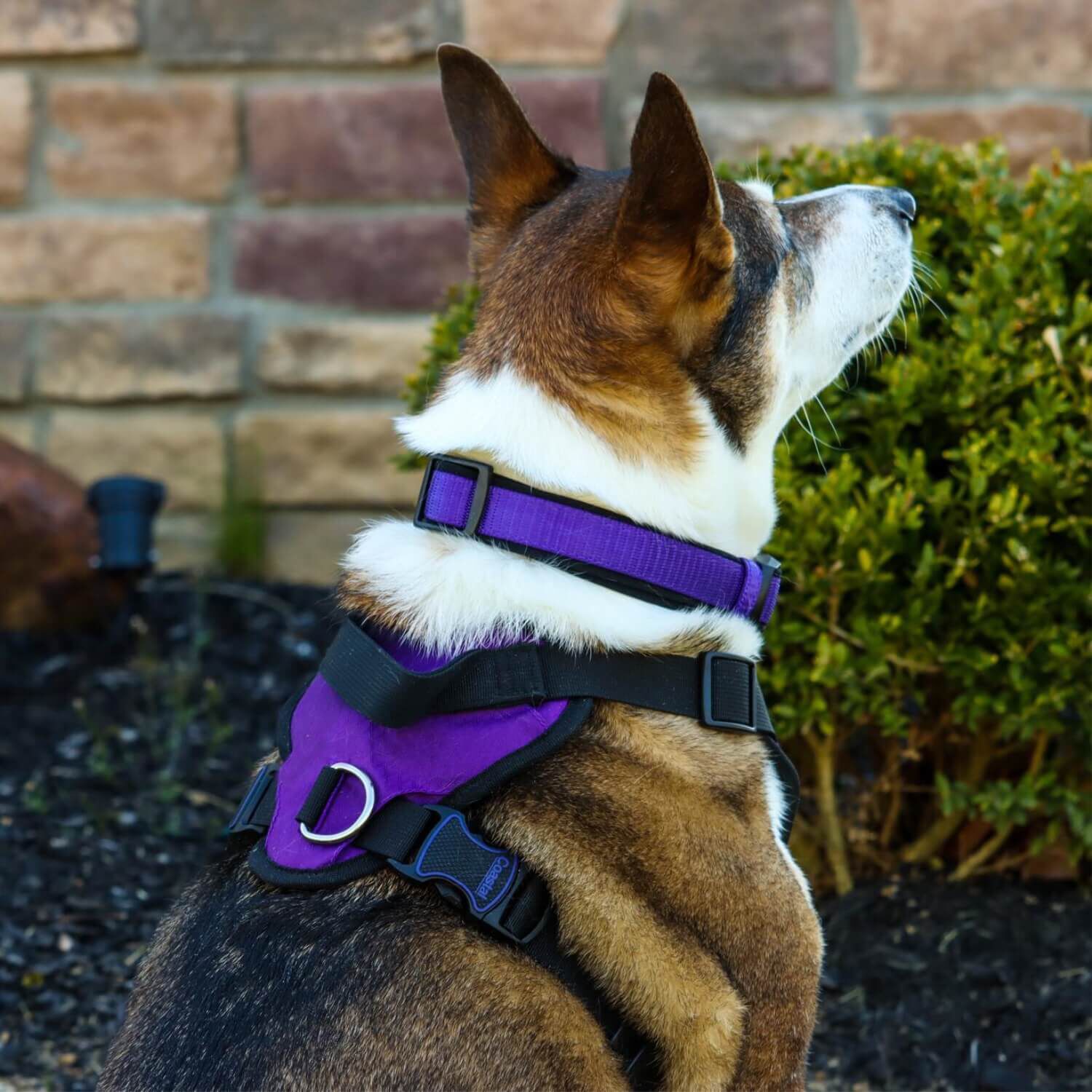 Coastal Pet Products Inspire Adjustable Dog Collar - Inspire Purple, 1"X14"-20"