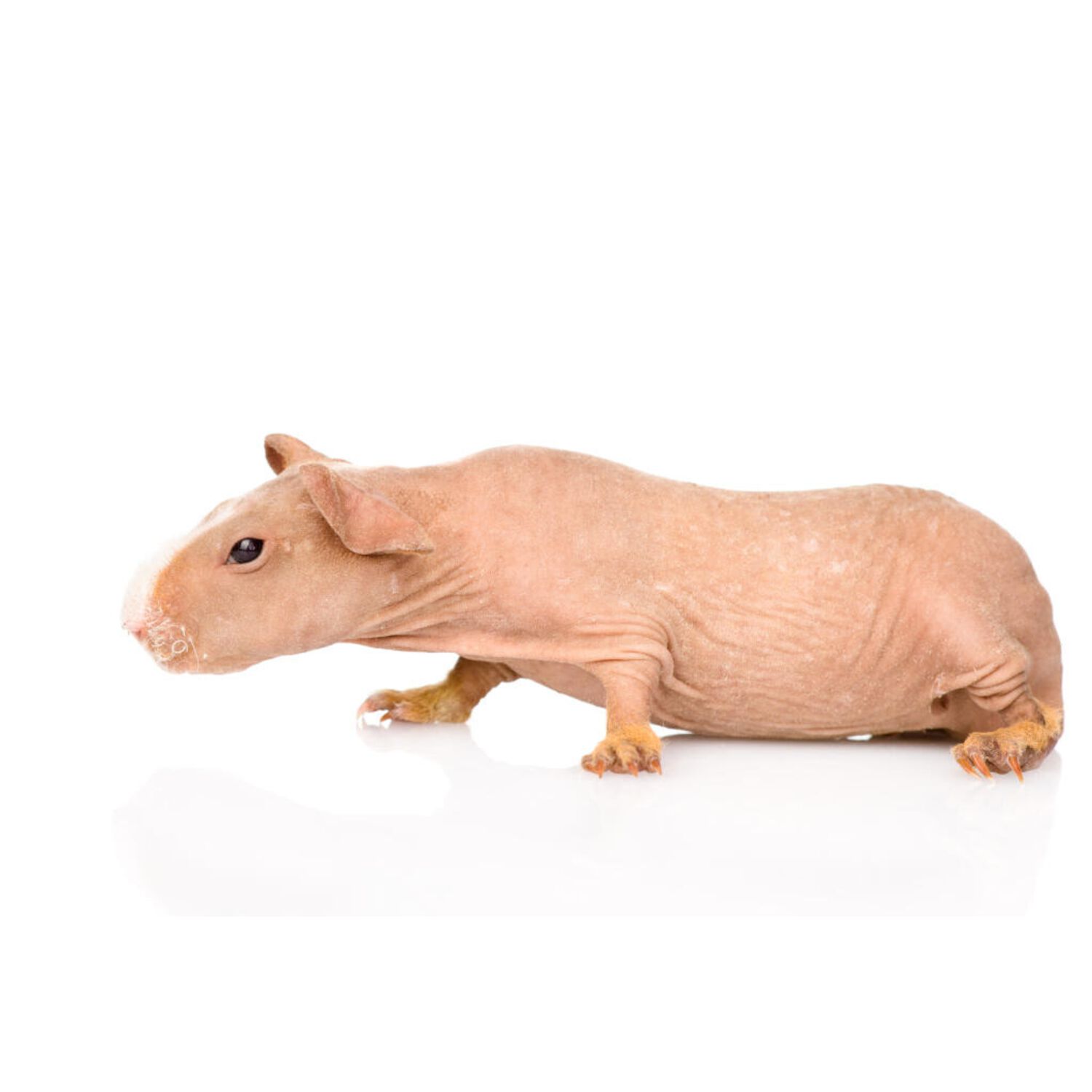 Werewolf Skinny Pig