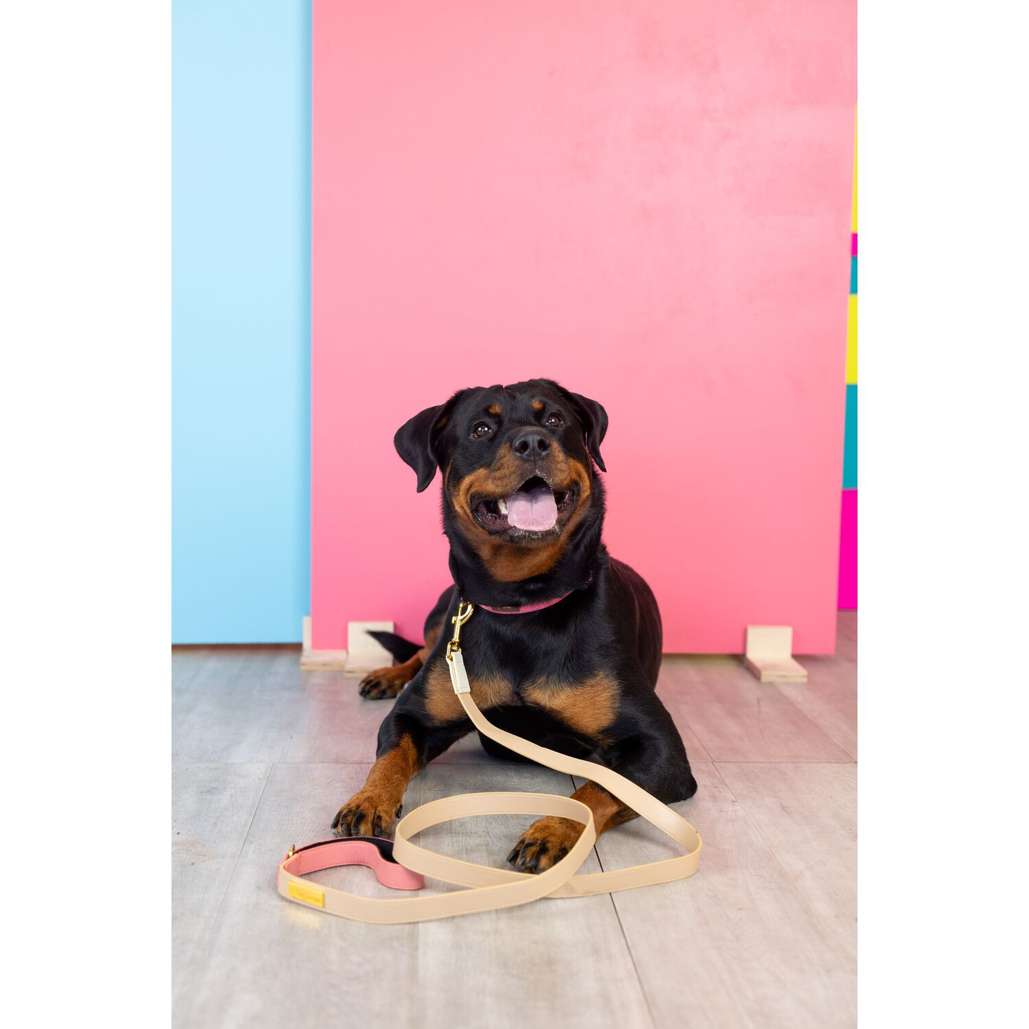 Pink Papyrus Lola Vegan Leather Dog Leash, 6 Feet Long
