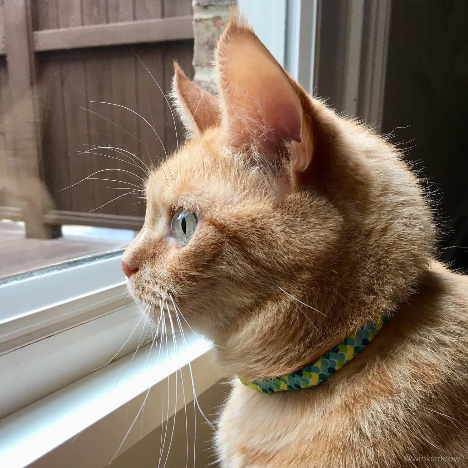 Coastal Pet Products Safe Cat Fashion Adjustable Breakaway Cat Collar, Lime Teal Scales, 3/8"X8"-12"