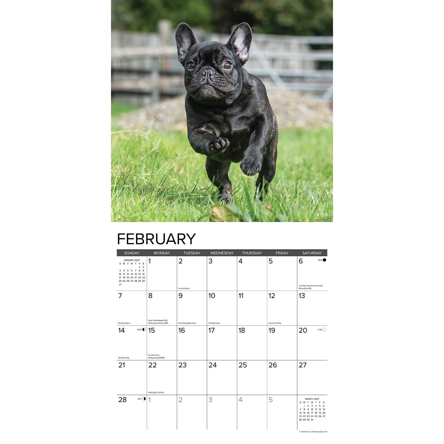 Willow Creek Press Just French Bulldogs 2027 Wall Calendar