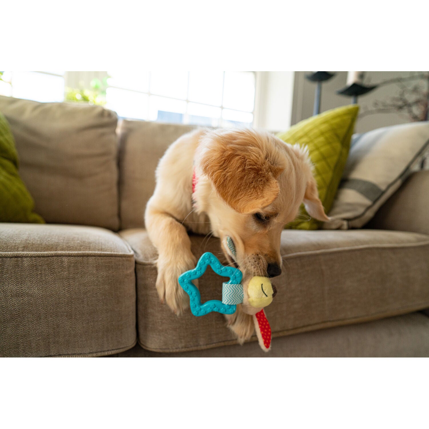 Little & Lively Plush Dog & Tpr Rubber Star Small Dog Chew Toy