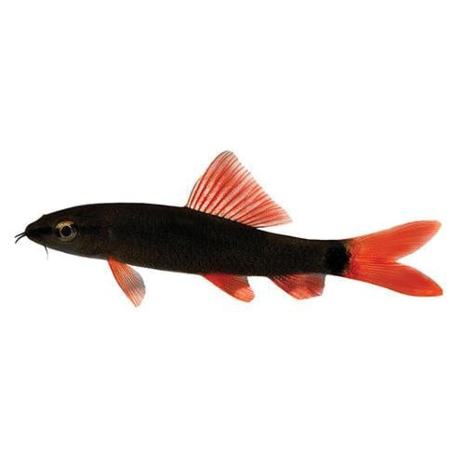 Rainbow Shark - Medium
