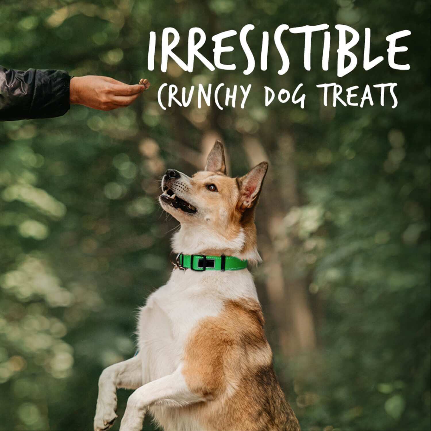 Fruitables Baked Pumpkin & Apple Flavor Healthy Low Calorie Dog Treats
