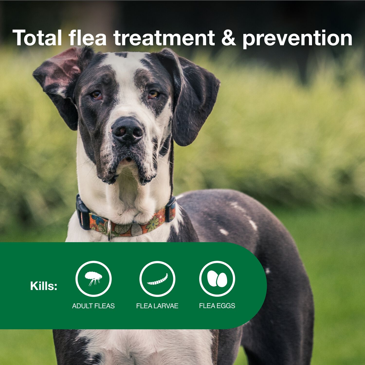 Advantage Ii Flea Treatment & Prevention For Extra Large Dogs, Over 55-Lbs 6-Pack = 6 Months Of Protection