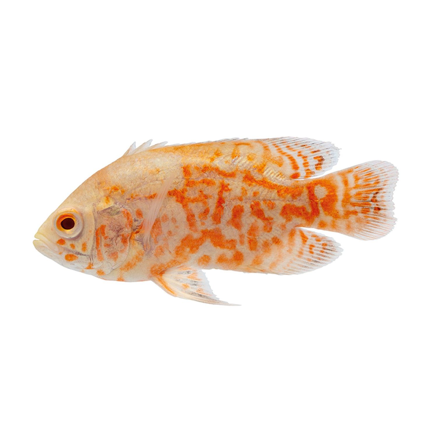 Tiger Oscar - Regular