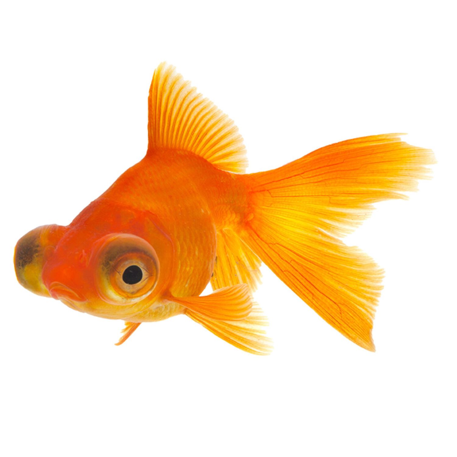 Red Telescope Goldfish Regular