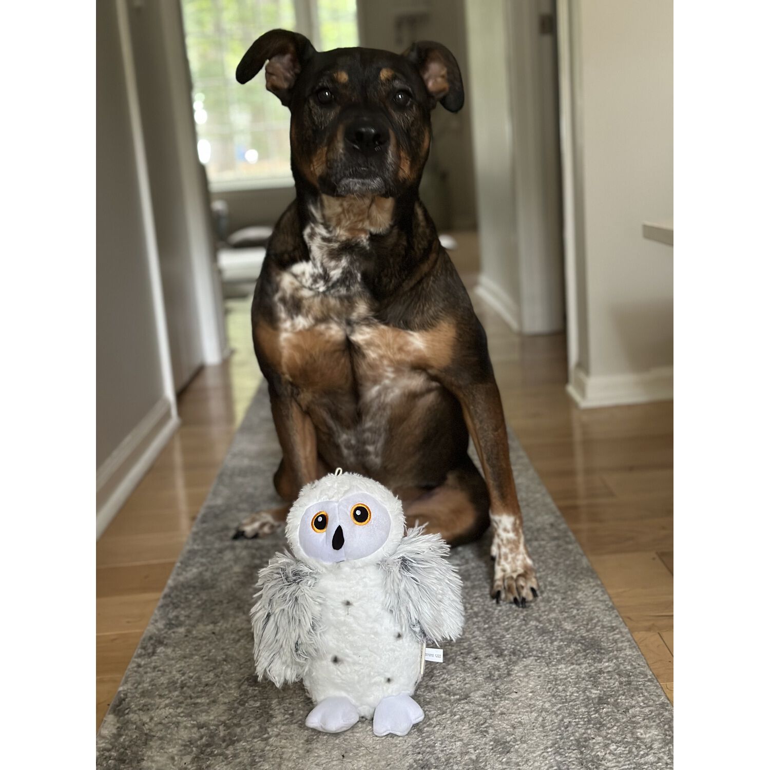 Tall Tails Animated Snow Owl Plush Dog Toy, 10"