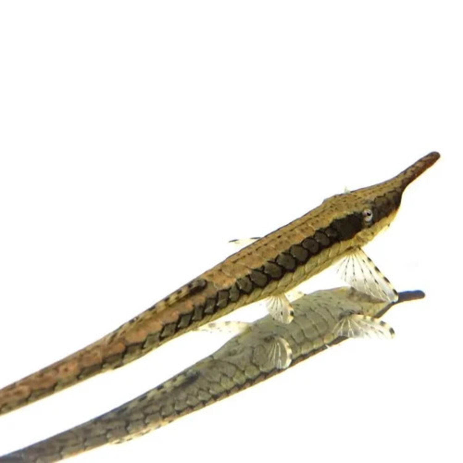 Farlowella Catfish - Regular