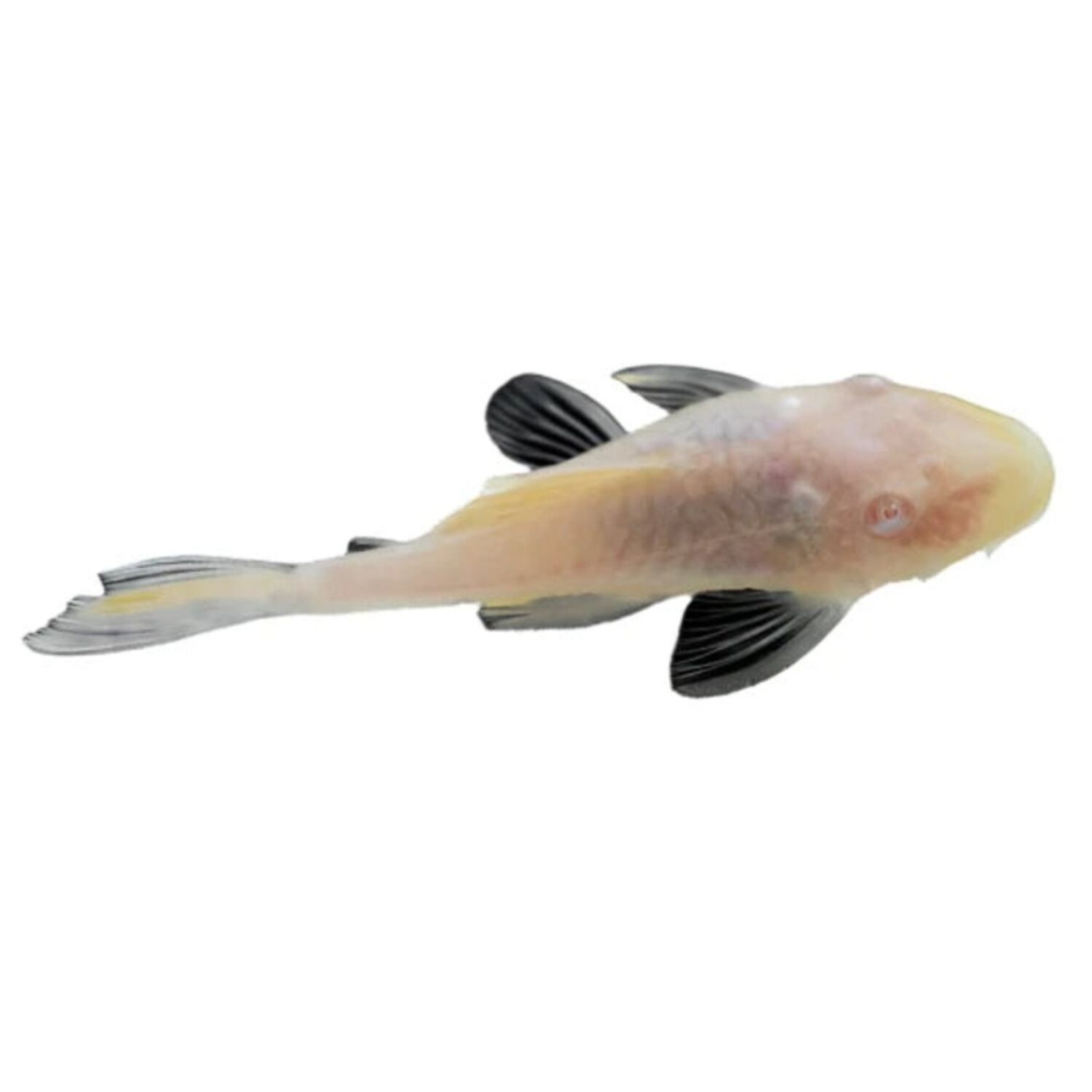 Albinus Rubber Pleco