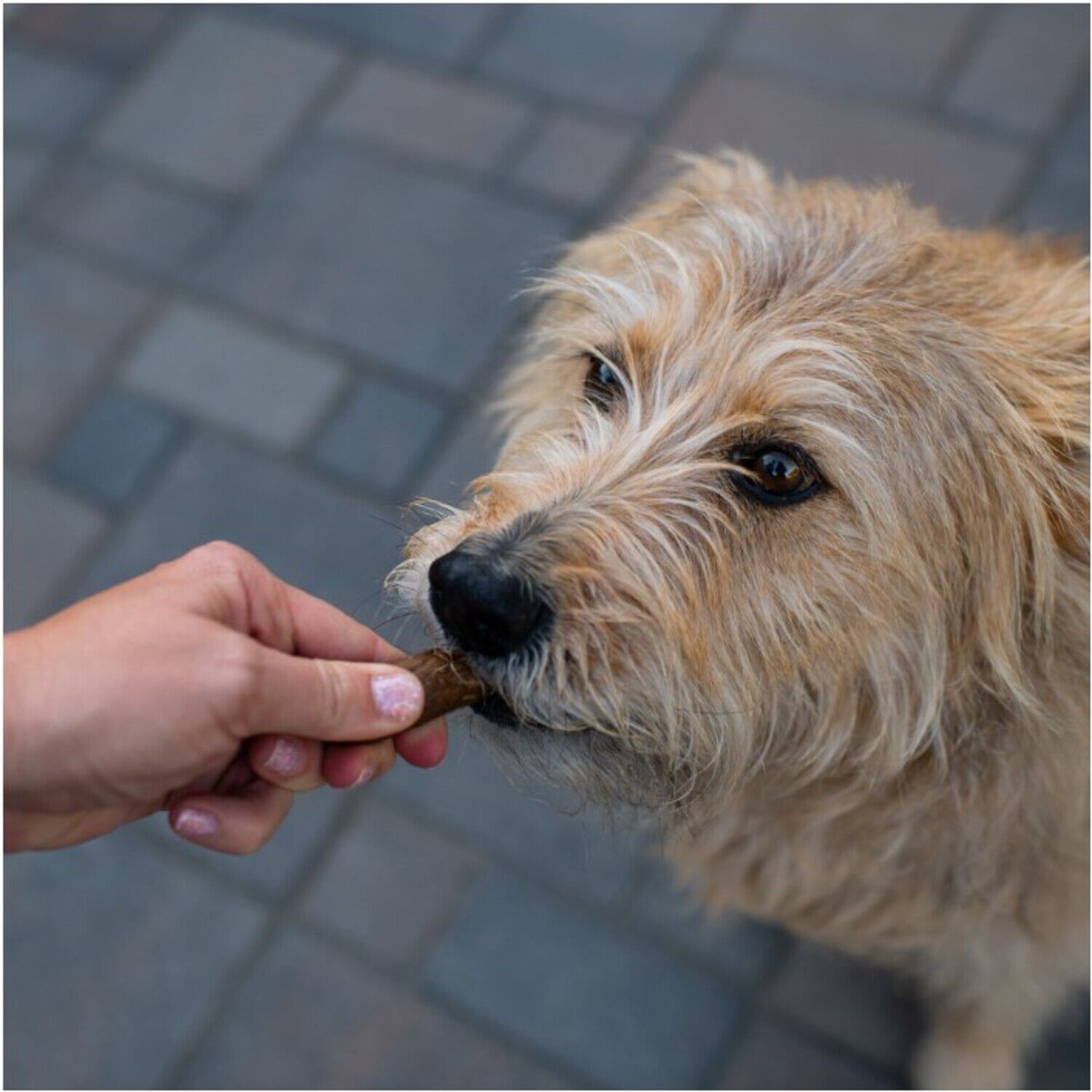 Loving Pets Natural Value Soft Chicken Sausage Dog Treats